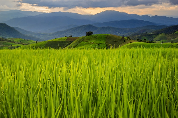 Groen Terrasvormig Padieveld in Pa Pong Pieng, Mae Chaem, Chiang Mai, Thailand