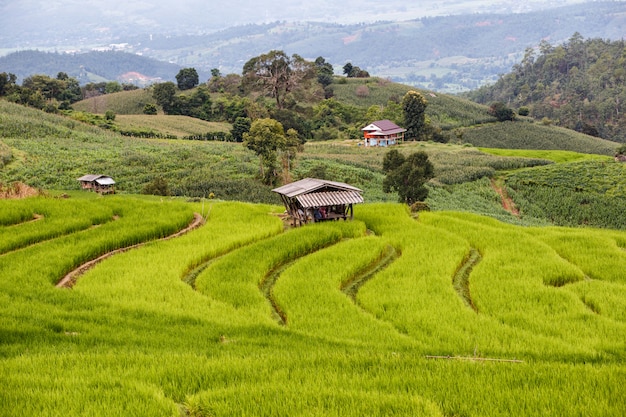 Groen terrasvormig padieveld in pa pong pieng, mae chaem, chiang mai, thailand