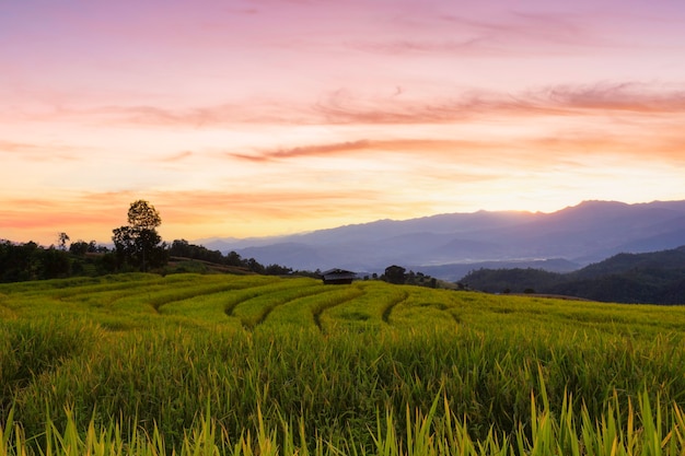 Groen terrasvormig rijstveld in Pa Pong Pieng, Chiang Mai, Thailand