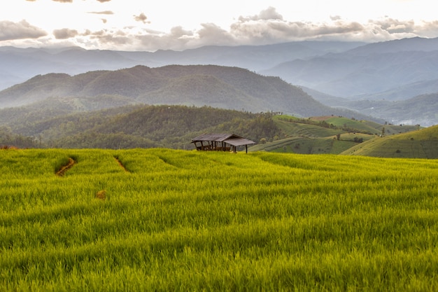 Groen terrasvormig rijstveld in Pa Pong Pieng