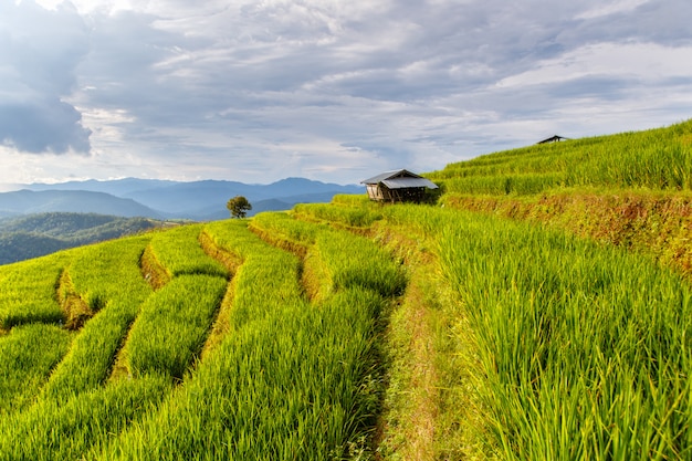 Groen terrasvormig rijstveld in Pa Pong Pieng