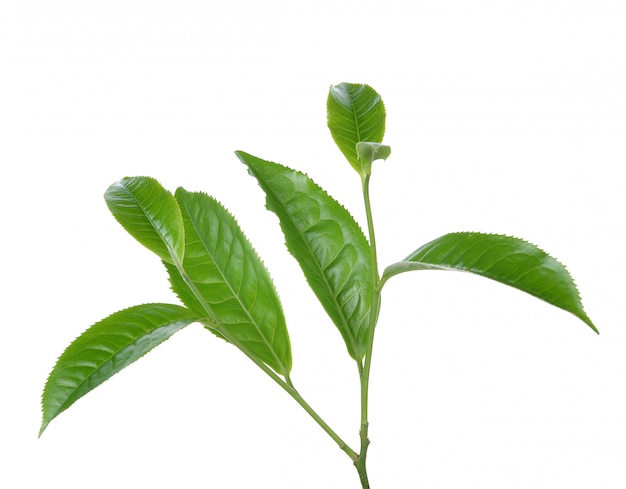 Groen theeblad dat op witte achtergrond wordt geïsoleerd