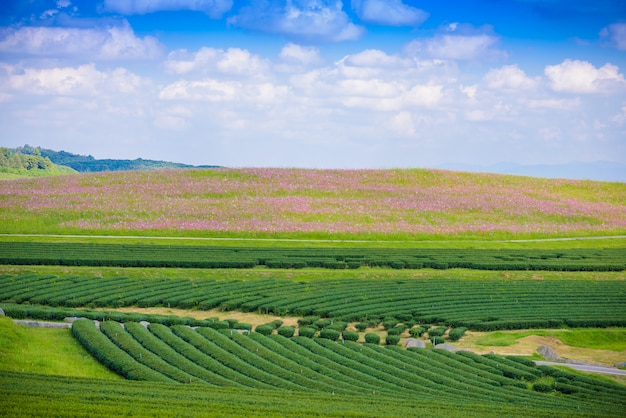 Groen theegebied met blauwe hemel