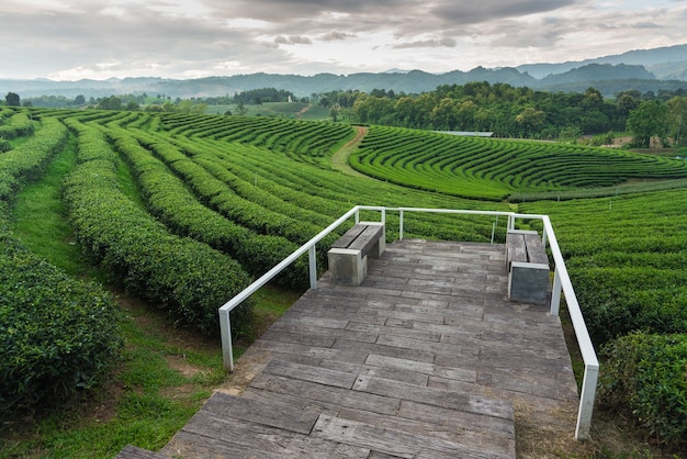 Groen theelandbouwbedrijf in chiangrai, Thailand