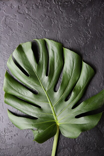 Groen tropisch blad op zwarte achtergrond. Monstera kamerplant. Milieuvriendelijke foto.