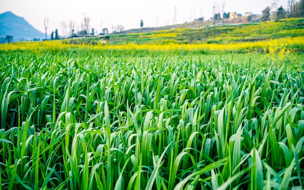 Groen uitzicht op gerst boerderij, kathmandu, nepal.