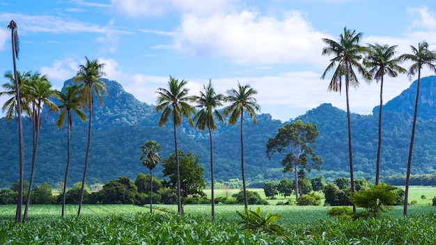 Groen uitzicht op kokospalmen en groene planten in biologisch maïsveld met bergen en blauwe lucht