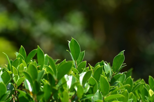 Groen van de bladeren Maak het comfortabel en verfrissend als je ernaar kijkt