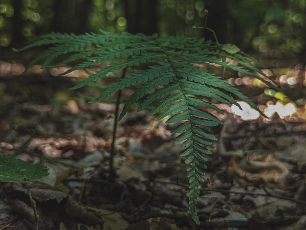 groen varenblad in het bos