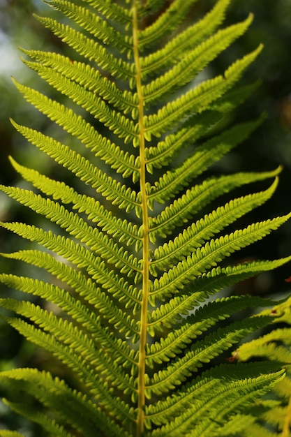 Groen varenblad in zonnige dag