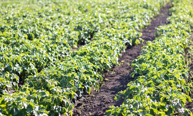 Groen veld aardappelen op een rij Aardappelplantages solanum tuberosum Oogst geplant