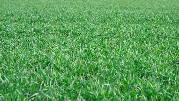 Groen veld als achtergrond Groen gras in het voorjaar geïsoleerd op een witte achtergrond