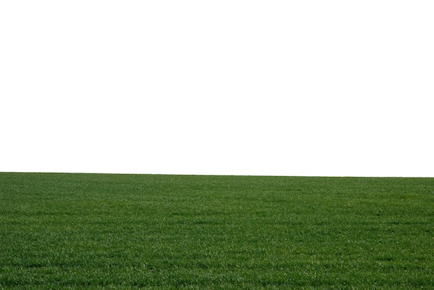 Groen veld als achtergrond Groen gras in het voorjaar geïsoleerd op een witte achtergrond