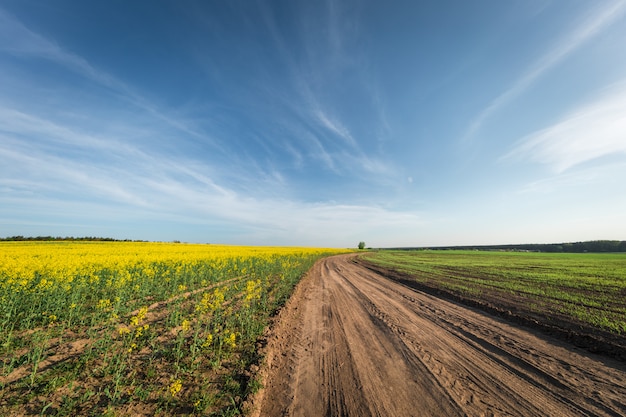 Groen veld, blauwe lucht en zon.