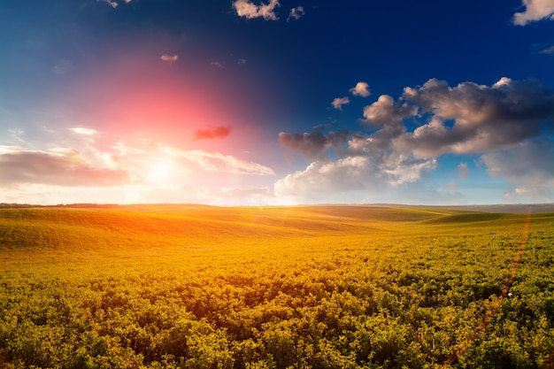 Groen veld, blauwe lucht en zon.