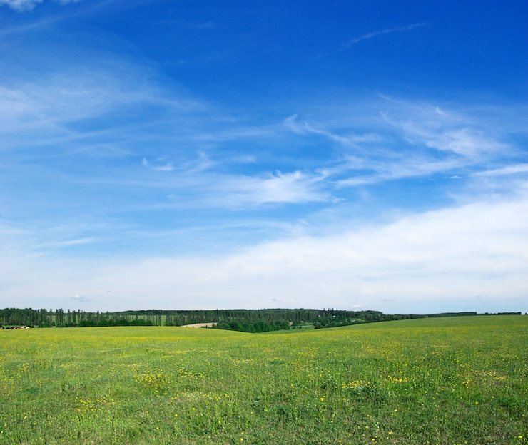Groen veld en blauwe hemel