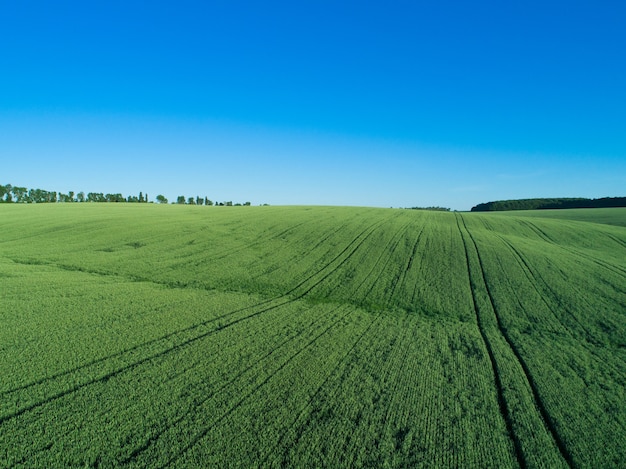 Groen veld en blauwe hemel