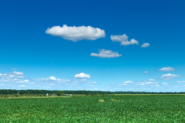 Groen veld en blauwe hemel