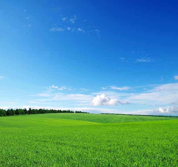 Groen veld en blauwe hemel