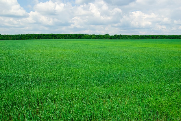 Foto groen veld en blauwe hemelhorizon