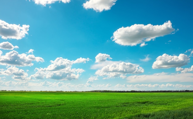 Groen veld en blauwe lucht met witte wolken