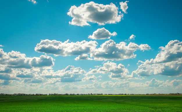 Groen veld en blauwe lucht met witte wolken