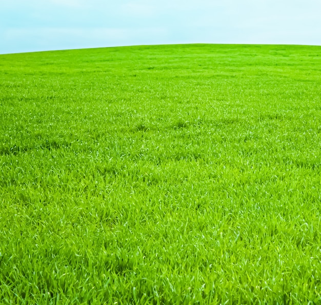 Groen veld en blauwe lucht met wolken prachtige weide als natuur- en milieuachtergrond