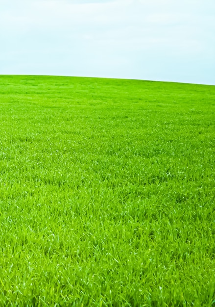 Groen veld en blauwe lucht met wolken prachtige weide als natuur- en milieuachtergrond