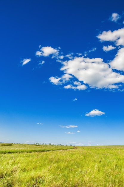 Foto groen veld en blauwe lucht. prachtig zomers landschap