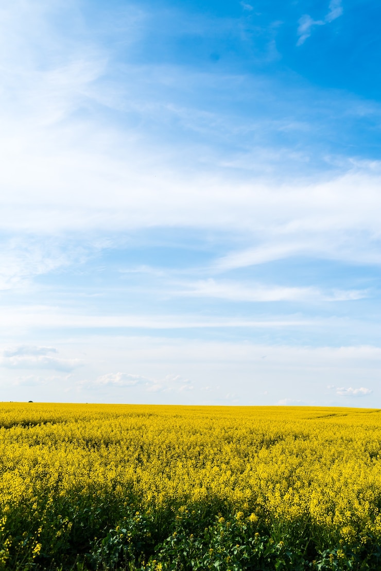 Foto groen veld en blauwe lucht