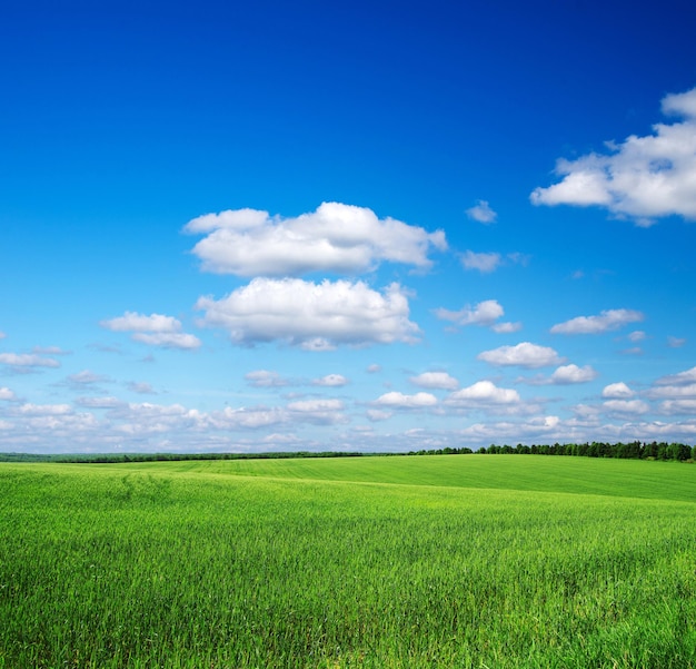 Groen veld en blauwe lucht