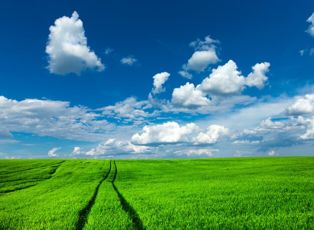 Groen veld en blauwe lucht