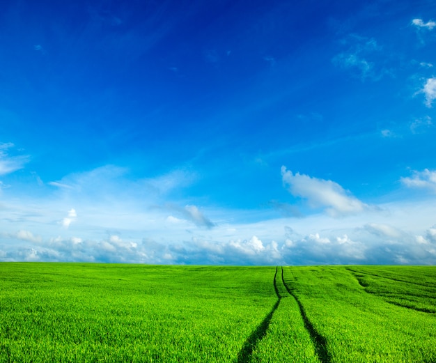 Groen veld en blauwe lucht