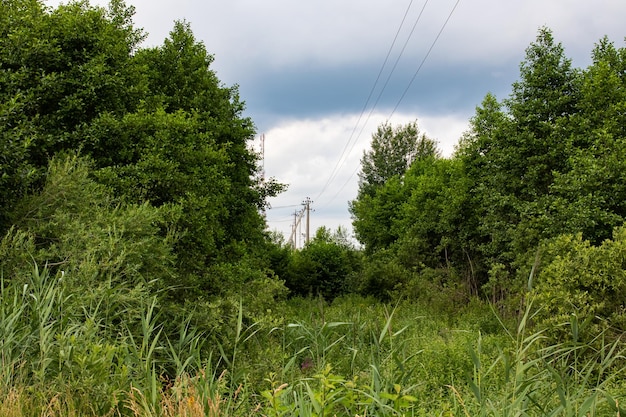 Groen veld en bos onder bewolkte blauwe hemel