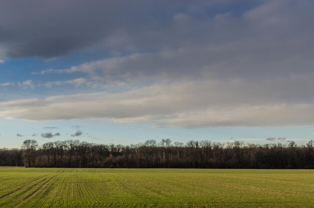 Groen veld en bos