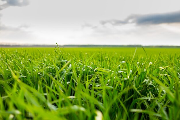 Groen veld en hemel met wolken