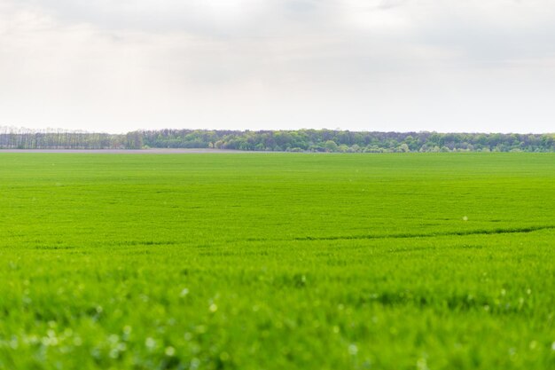 Groen veld en hemel met wolken