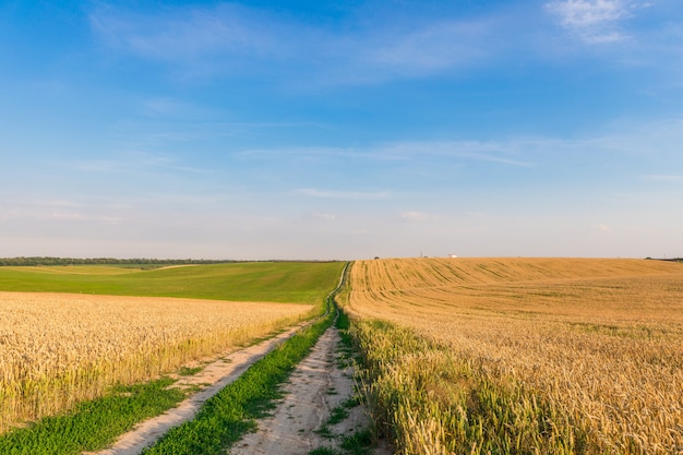 Groen veld en prachtige zonsondergang