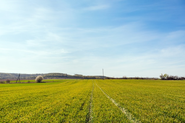 Groen veld en prachtige zonsondergang