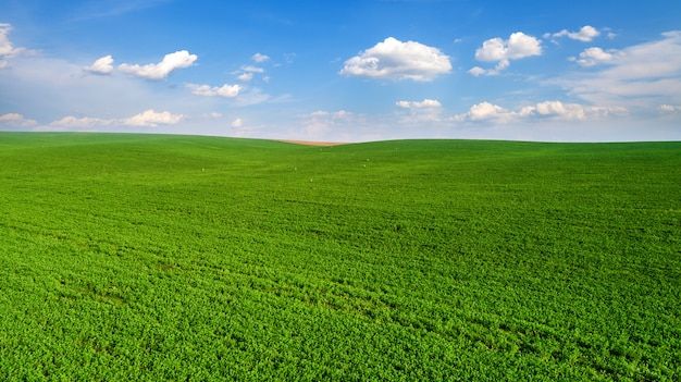 Groen veld en prachtige zonsondergang