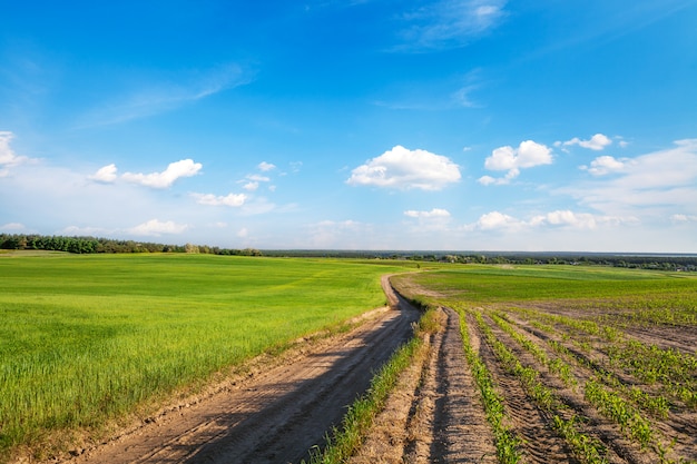 Groen veld en prachtige zonsondergang