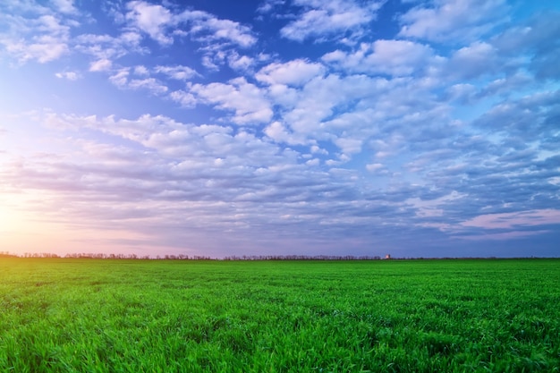 Groen veld en prachtige zonsopgang