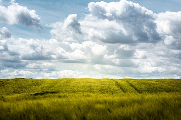 groen veld in de zon onder bewolkte hemel