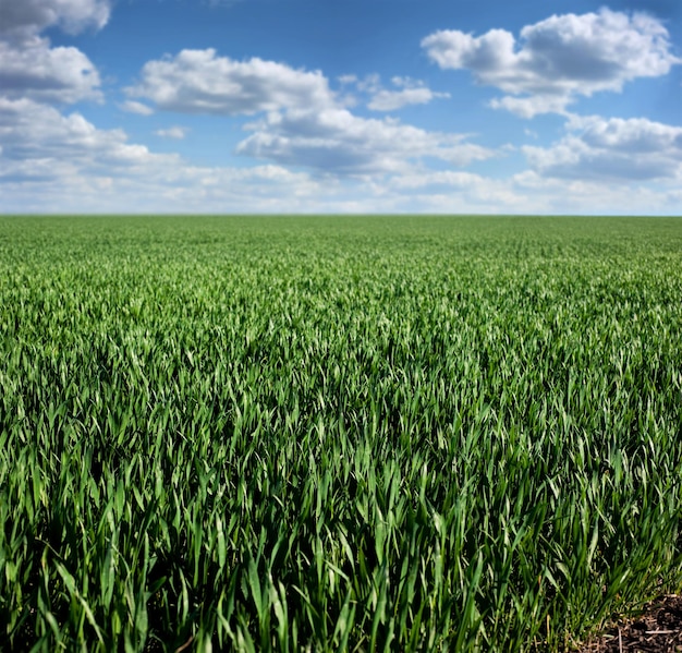 Groen veld in het vroege voorjaar ontspruit uit wintertarwe of roggehemel met wolken aan de horizon