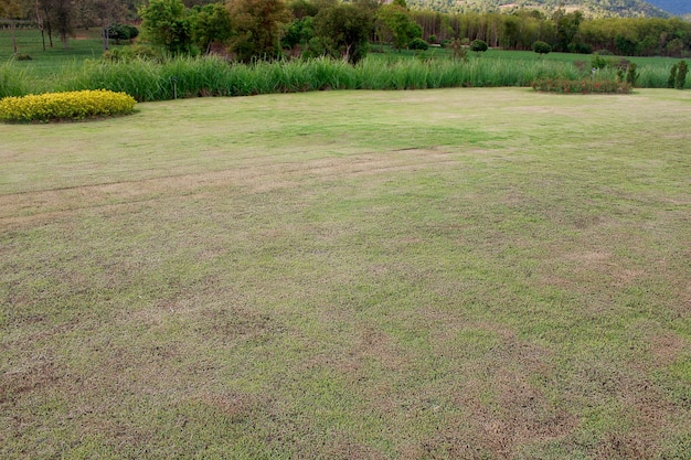 Foto groen veld land voor ontwikkeling.