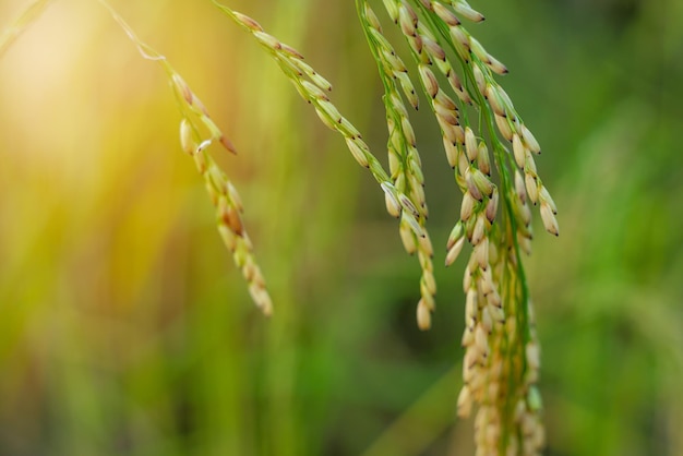 Groen veld landelijk platteland