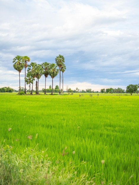 Groen veld landschap