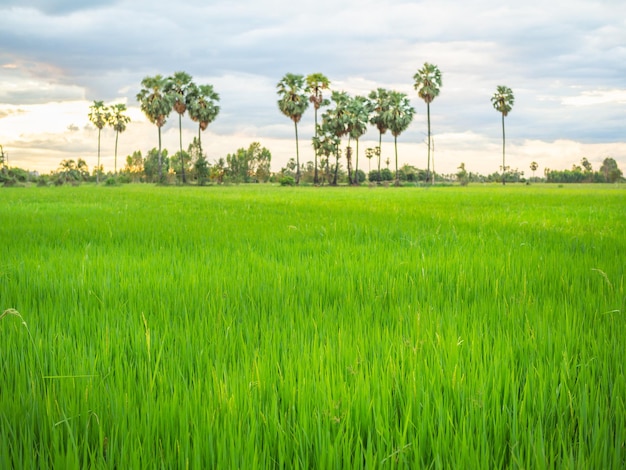 Groen veld landschap