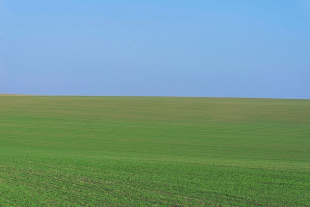 Groen veld met blauwe lucht als achtergrond