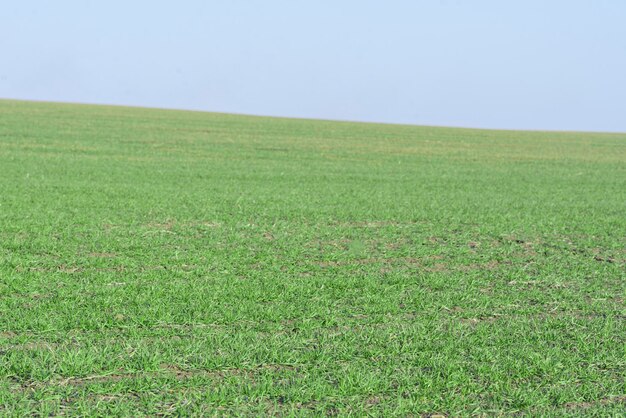 Groen veld met blauwe lucht als achtergrond